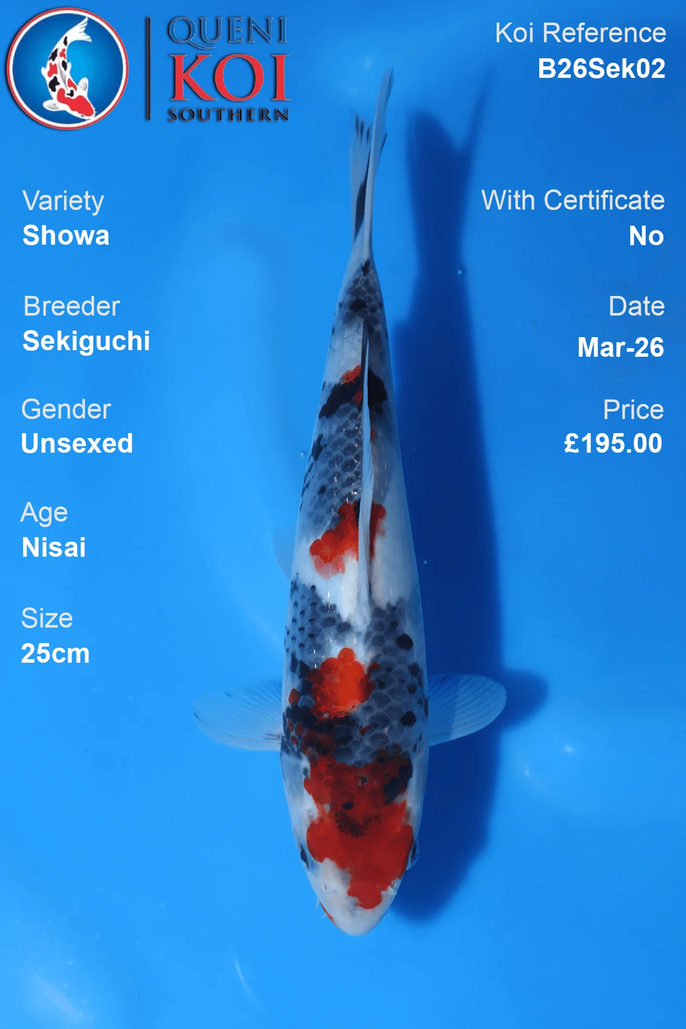 £195.00 and Under